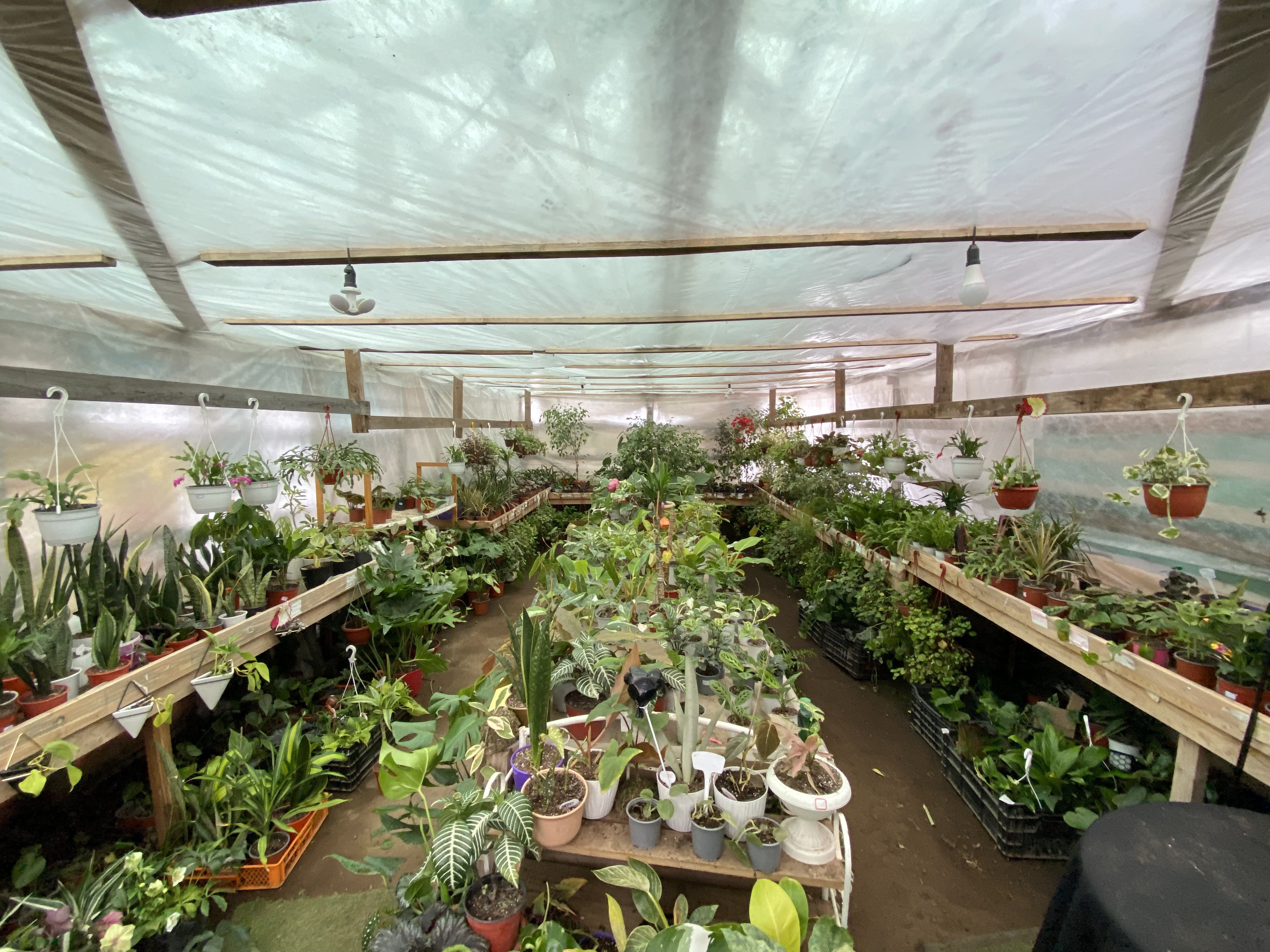 Vivero