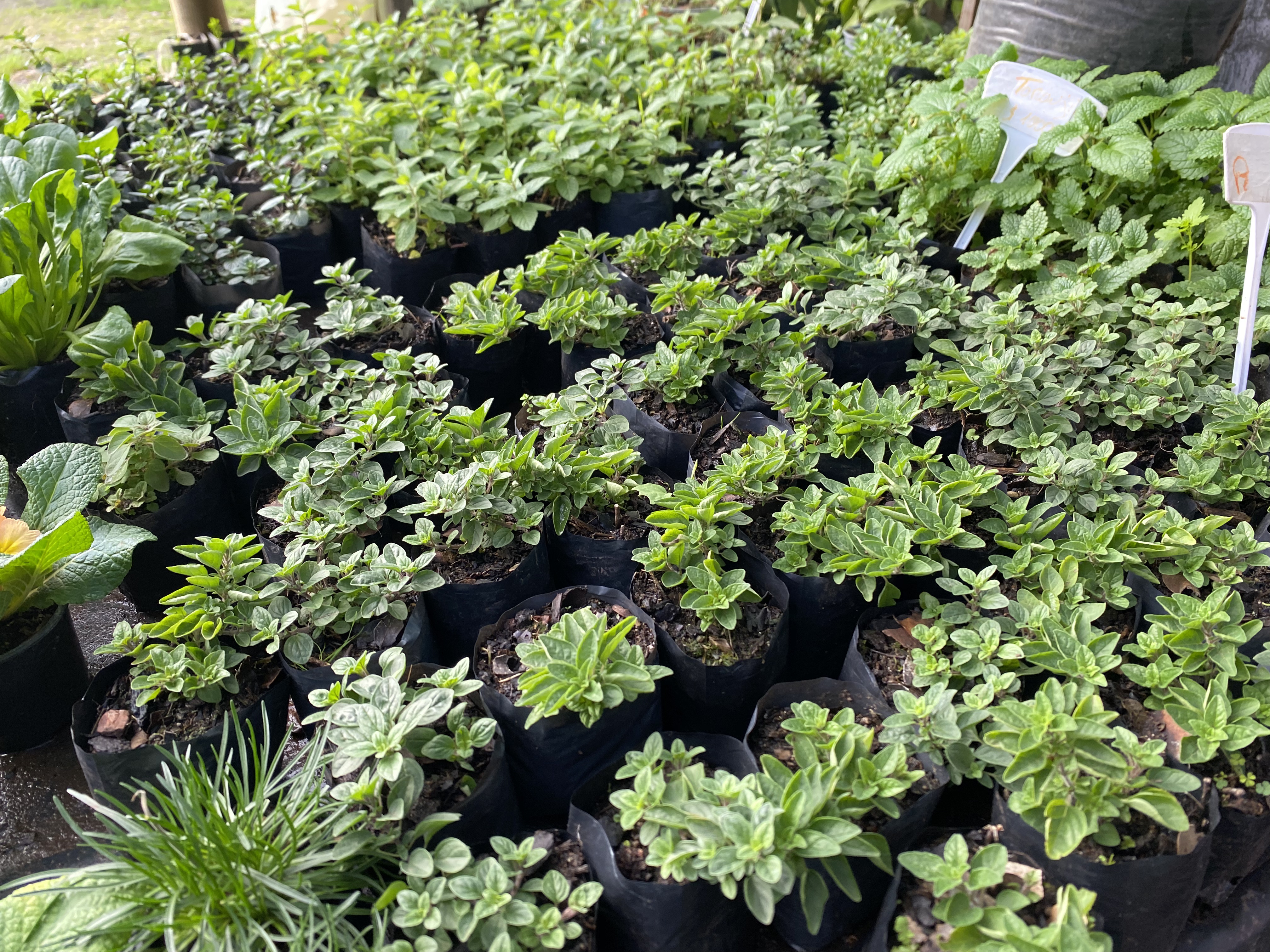 Vivero