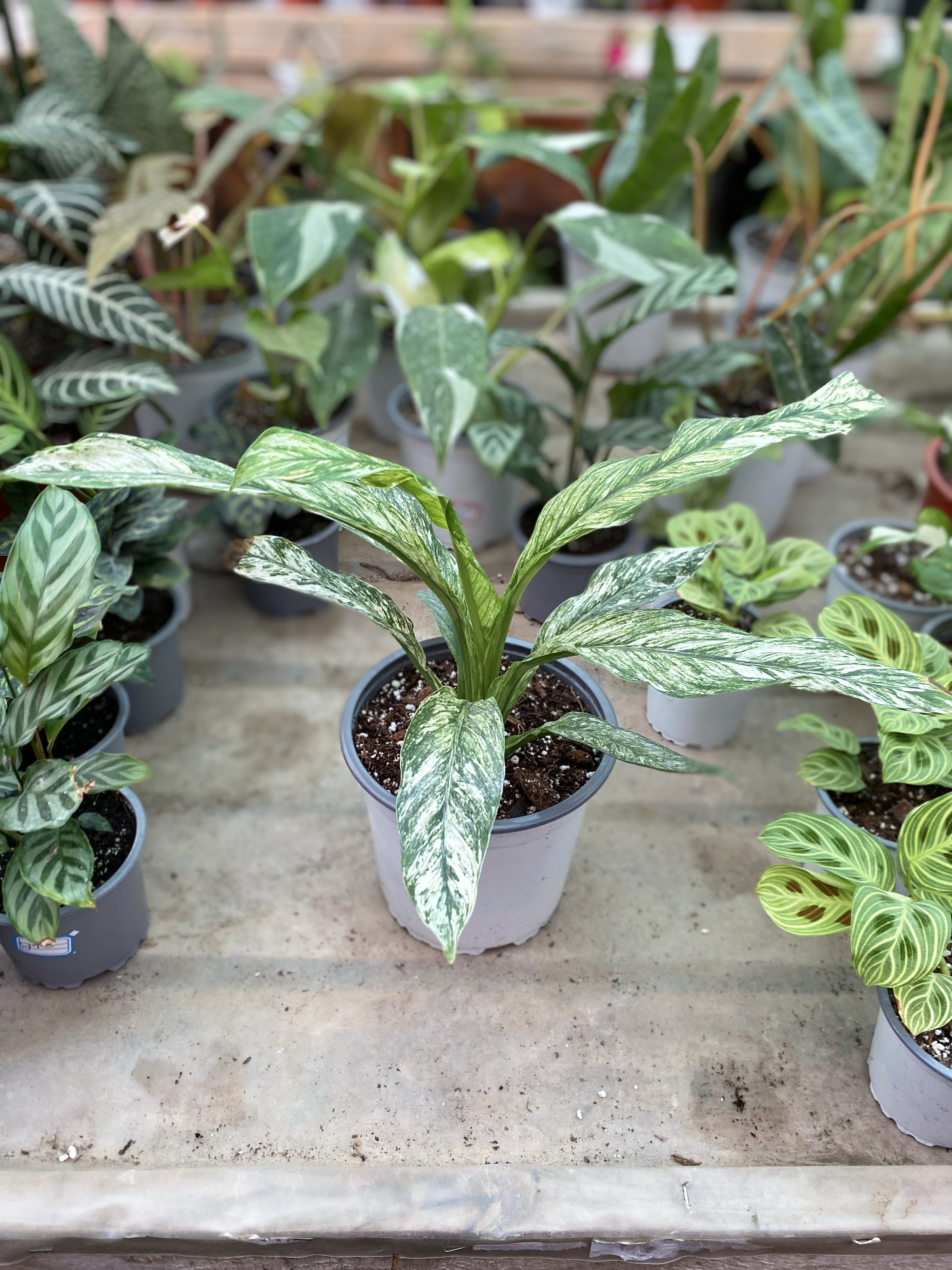Cuna de Moisés Variegada